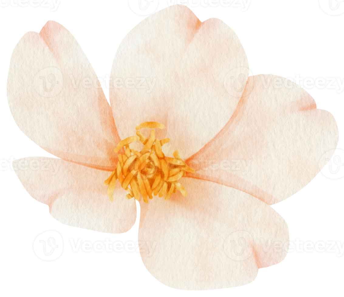 ilustración de acuarela de flores blancas png