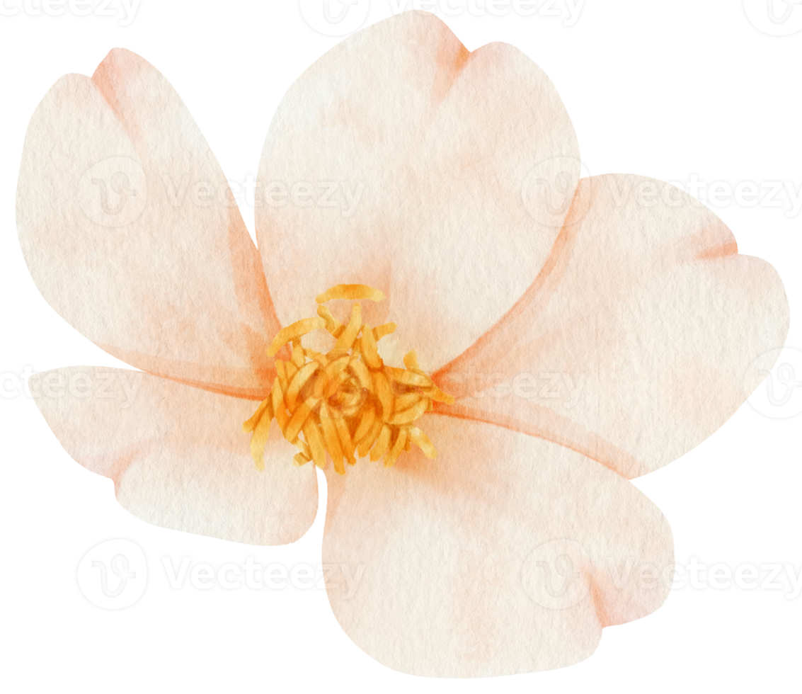 White flowers watercolor illustration png