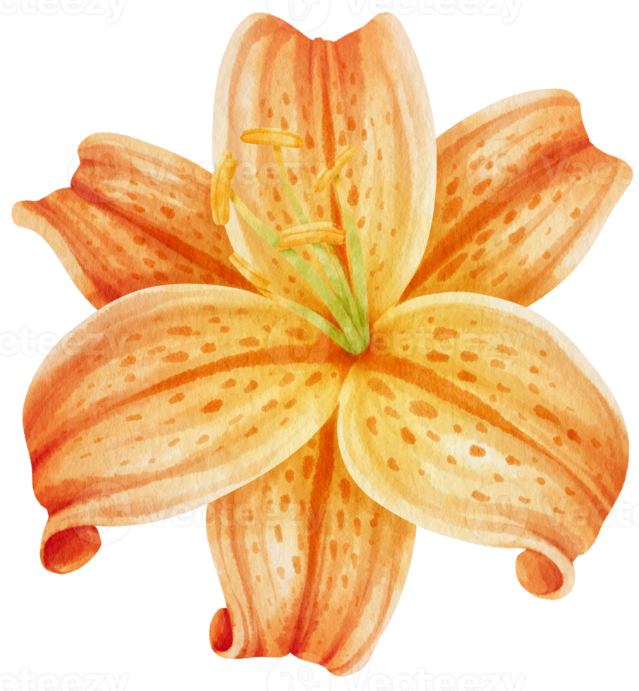 Orange lily flowers watercolor illustration png