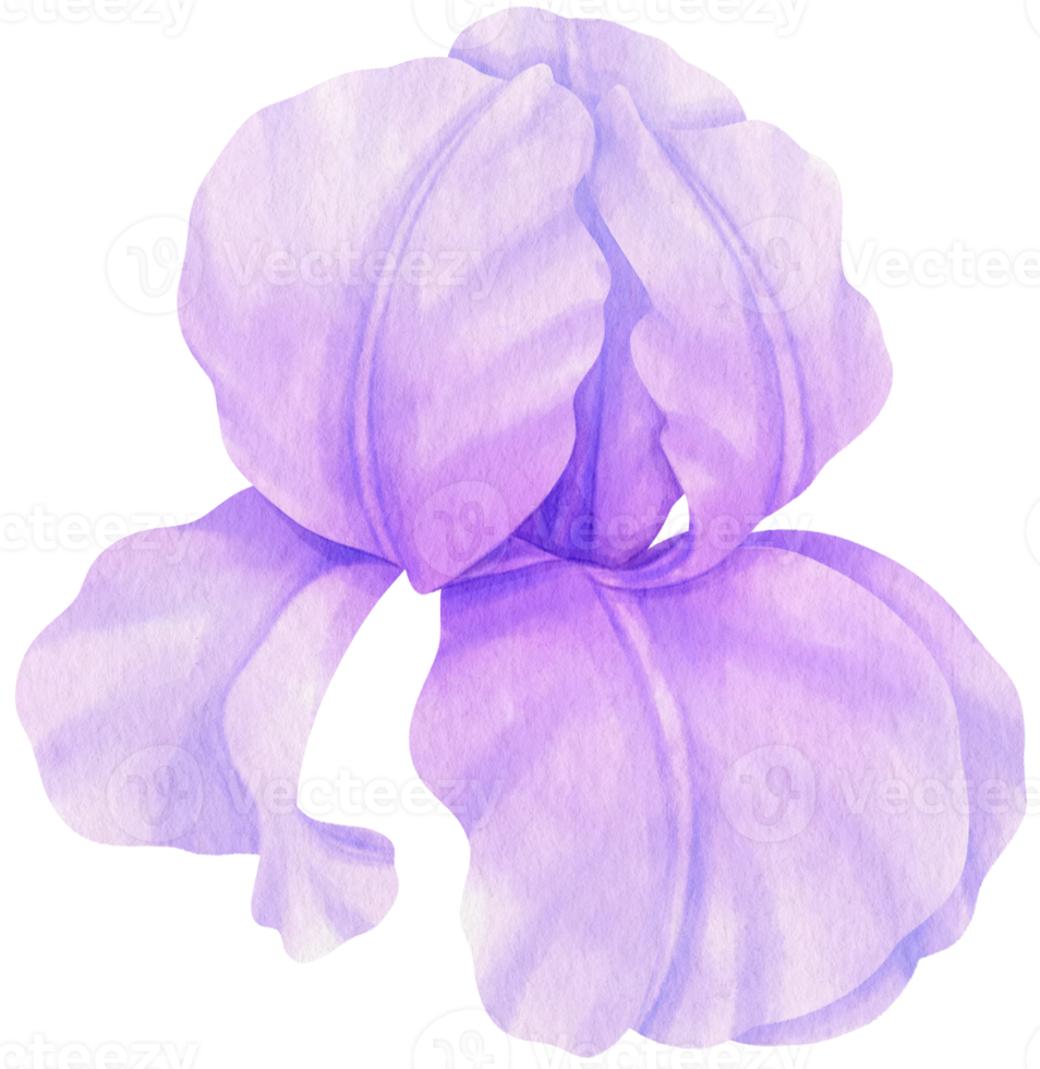 illustration aquarelle de fleurs d'iris violet png