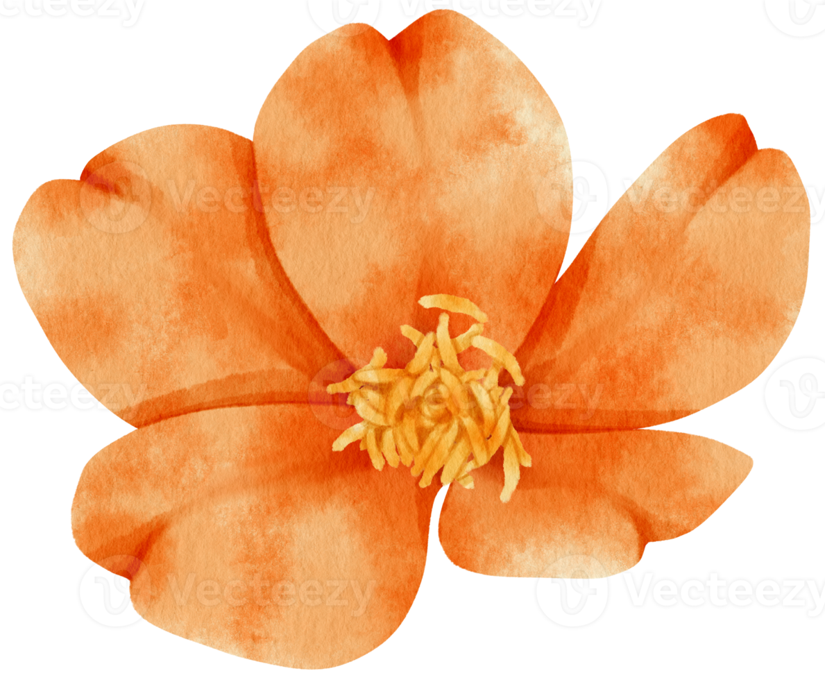 Orange flowers watercolor illustration png