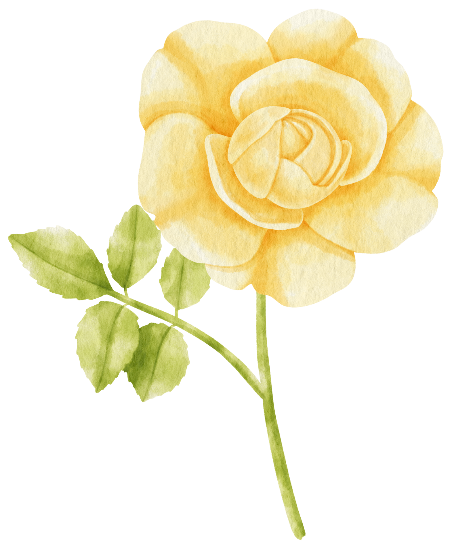 Yellow Rose Sketch