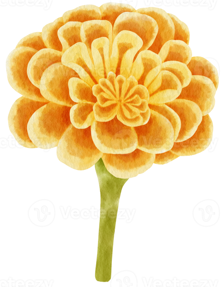 flowers watercolor illustration png