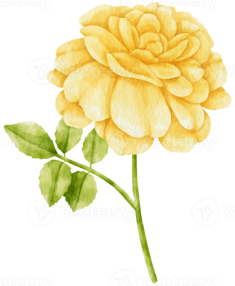 Yellow rose flowers watercolor illustration png