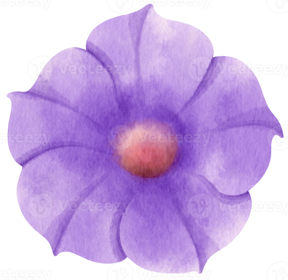 Purple morning glory flowers watercolor illustration png