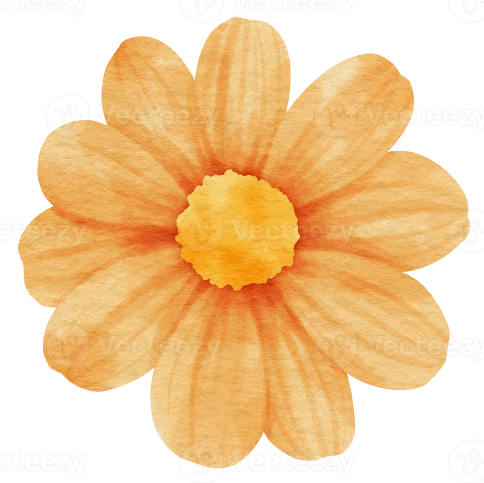 Orange flower watercolor painted for Decorative Element 9785708 PNG