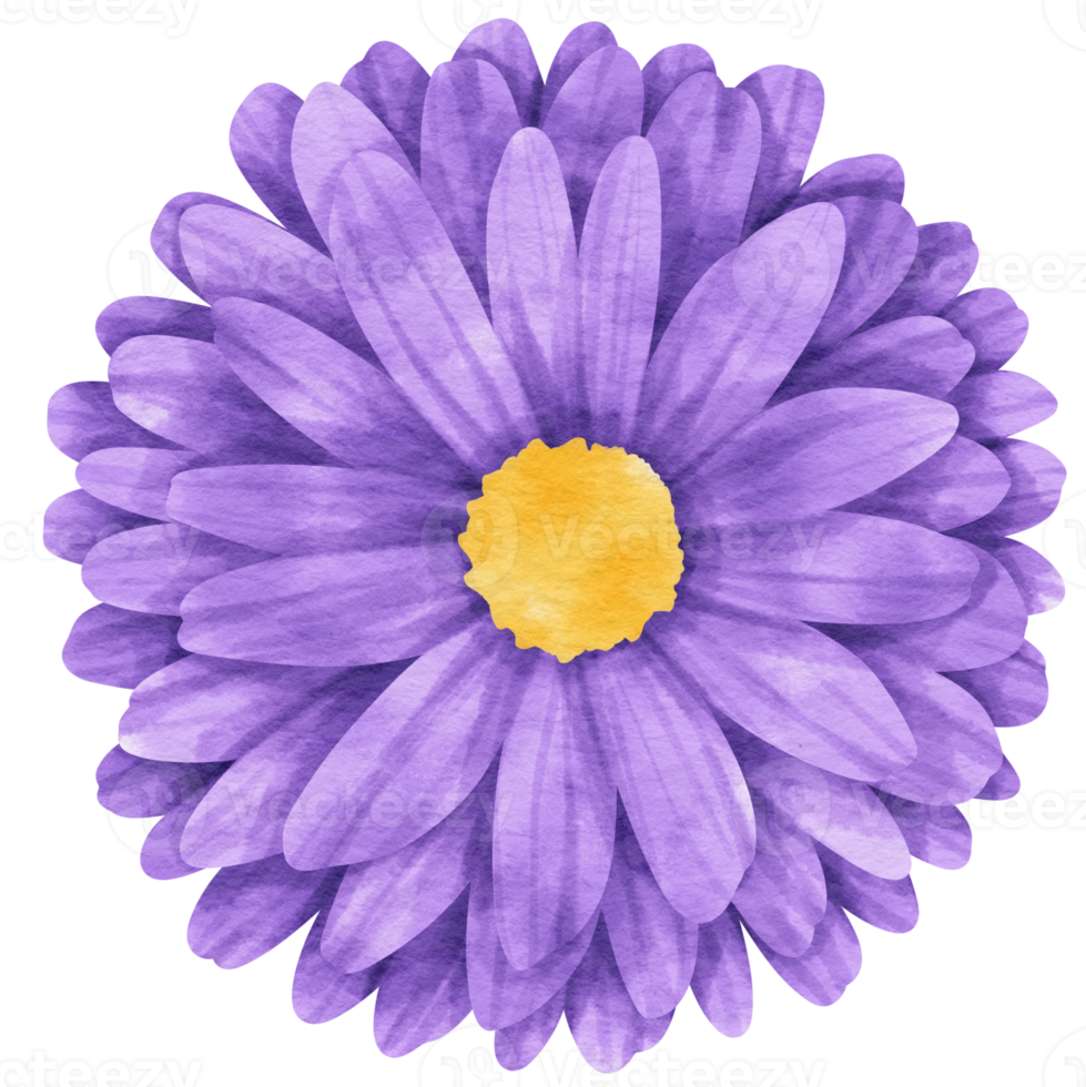 Purple flower watercolor painted for Decorative Element png