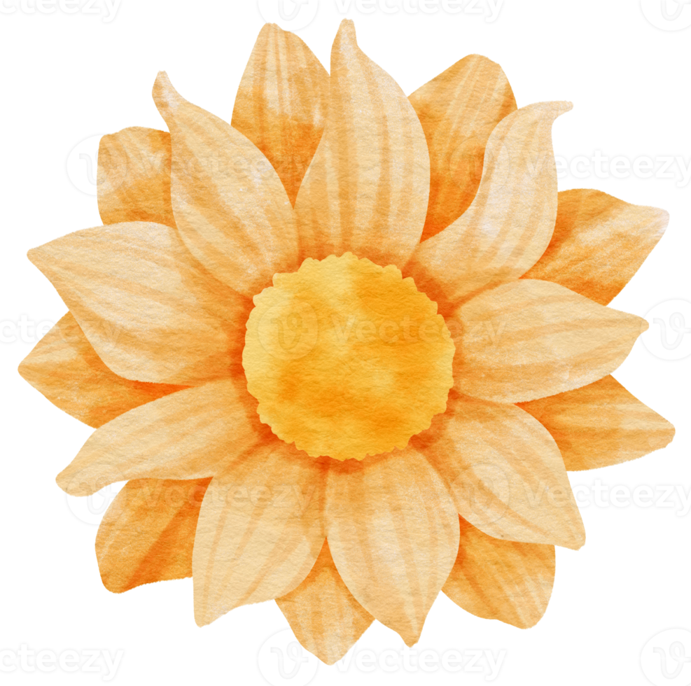 Orange flower watercolor painted for Decorative Element png