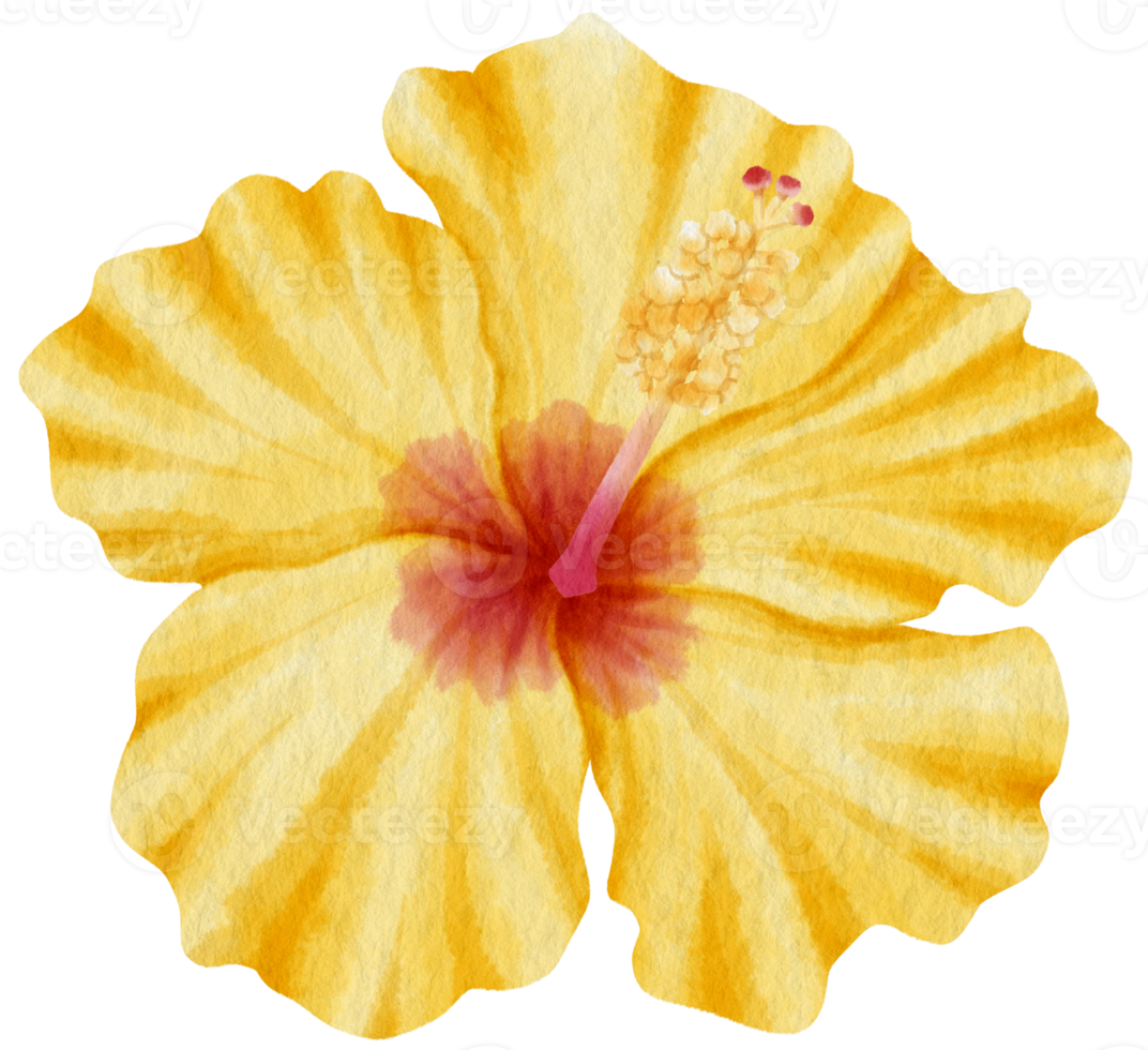 Yellow hibiscus flower watercolor style for Decorative Element png