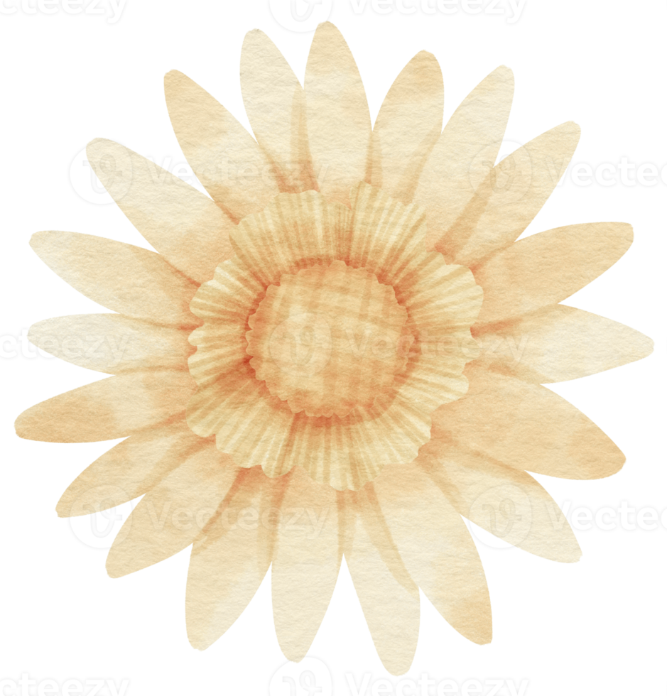 White flower watercolor painted for Decorative Element png