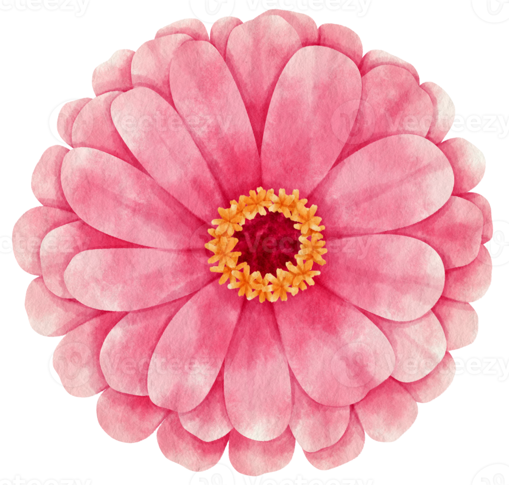 Pink flower watercolor painted for Decorative Element png