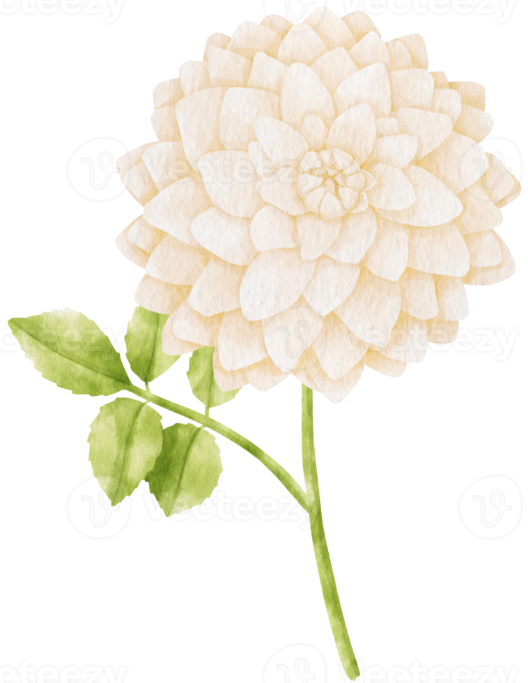 White dahlia flowers watercolor illustration png