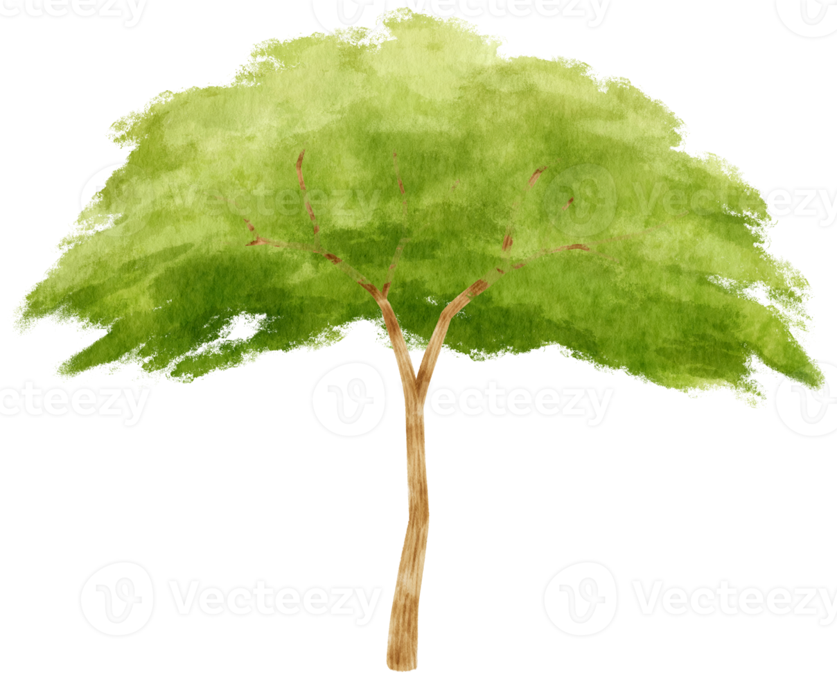 illustrazione dell'acquerello dell'albero per elemento decorativo png
