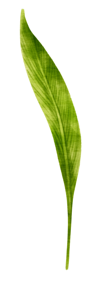 Tropical Green Leaf  watercolor style for Decorative Element png