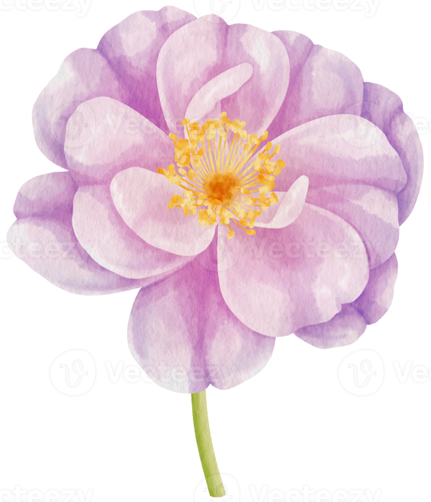 Purple rose flowers watercolor illustration png