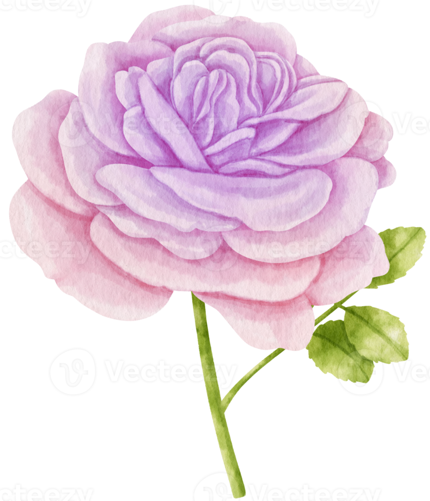 lila ros blommor akvarell illustration png