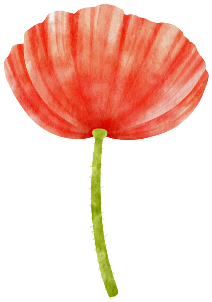 ilustración de acuarela de flores rojas png