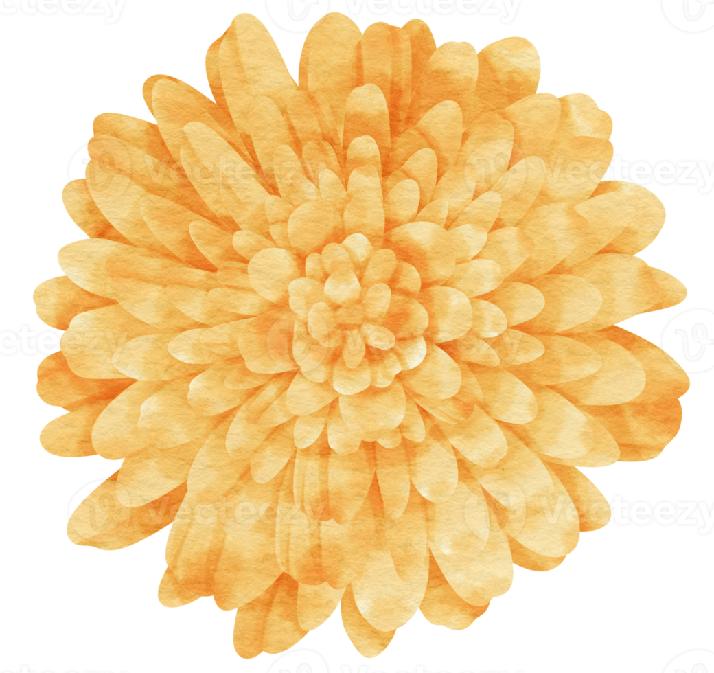 Orange flower watercolor painted for Decorative Element png