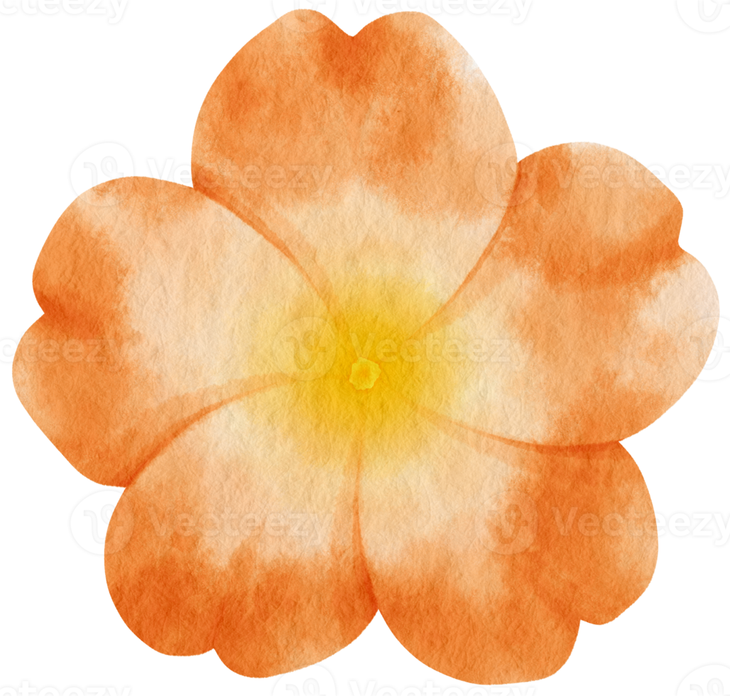 Orange rose flower watercolor painted for Decorative Element png