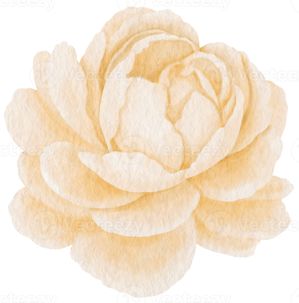 White peony flower watercolor style for Decorative Element png