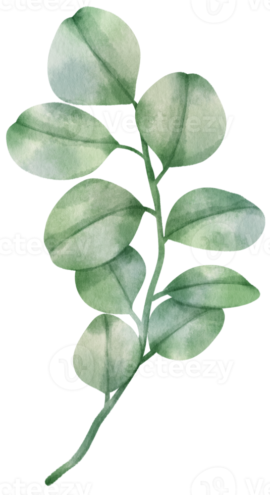 eucalyptus branch watercolor illustration 9785918 PNG