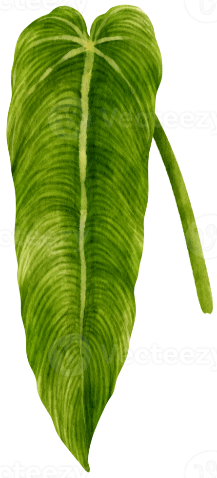 Anthurium leaf tropical watercolor illustration png