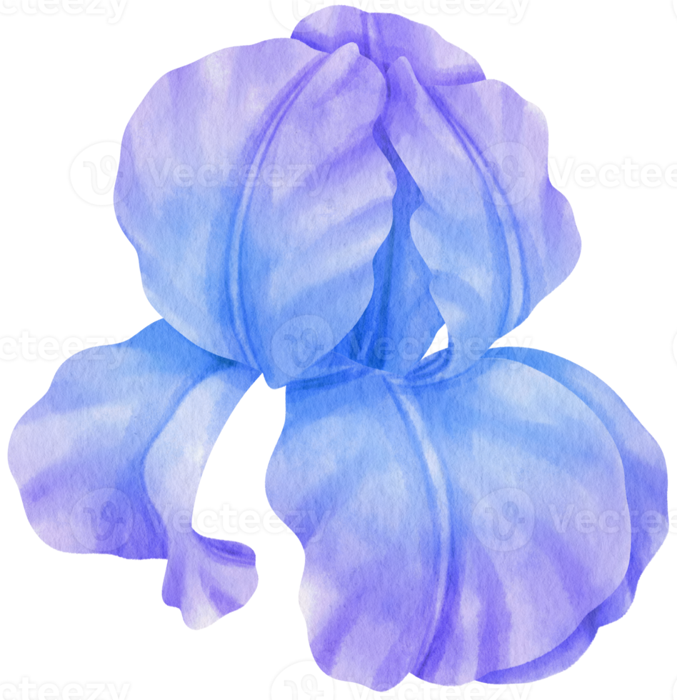 blauwe iris bloemen aquarel illustratie png