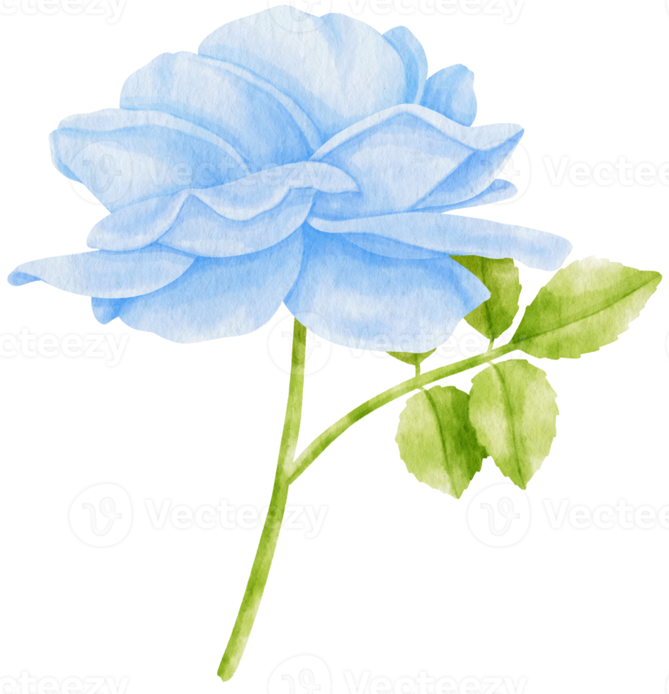 rose blue flowers watercolor illustration png