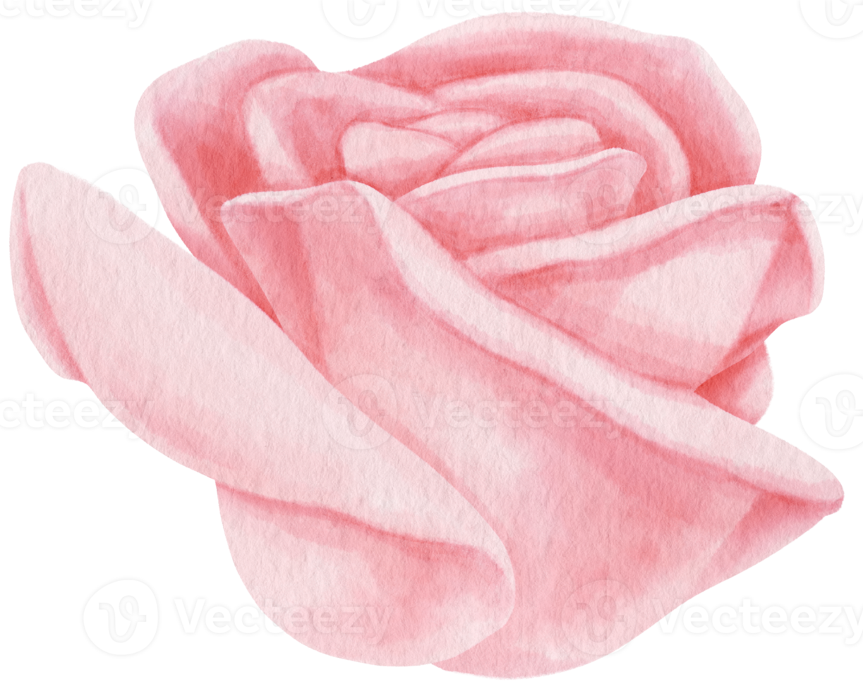 rosa ros blommor akvarell illustration png