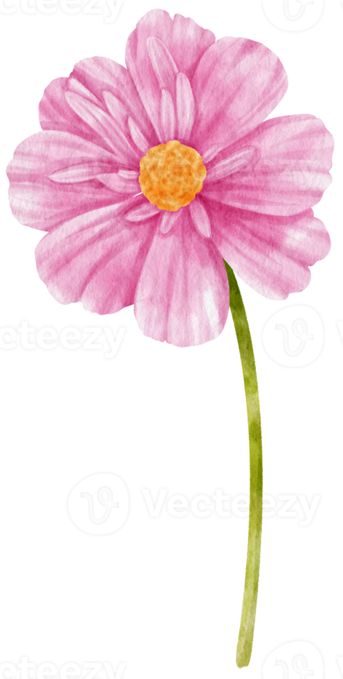 Pink cosmos flowers watercolor illustration png