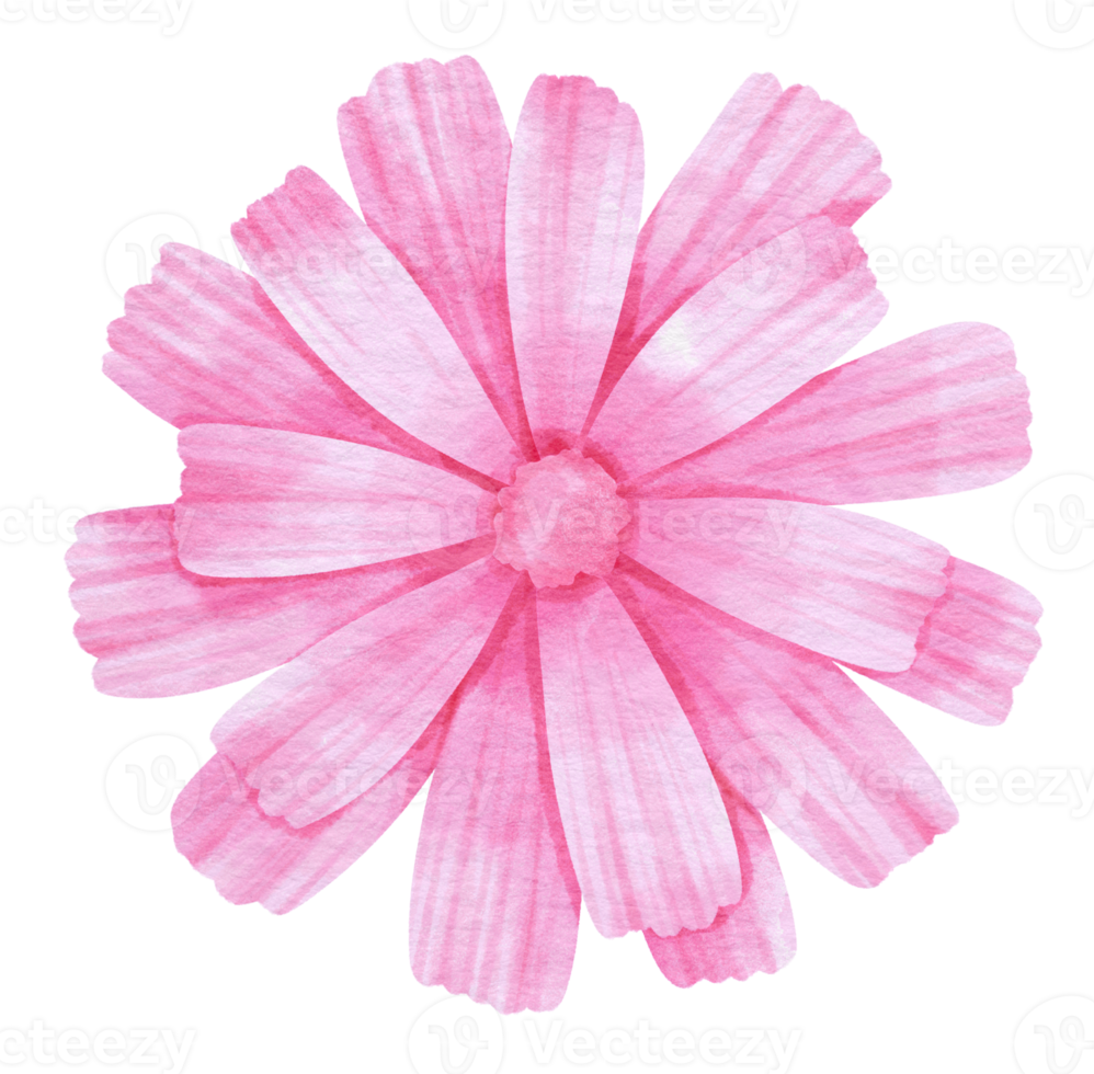 acuarela de flor rosa pintada para elemento decorativo png