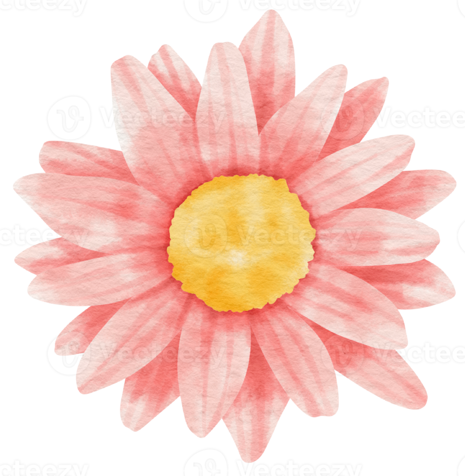 Pink flower watercolor painted for Decorative Element png
