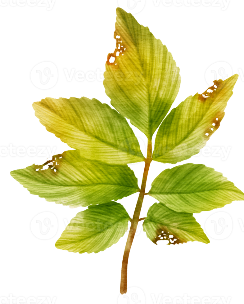 Branch of Green Leaf watercolor style for Decorative Element png