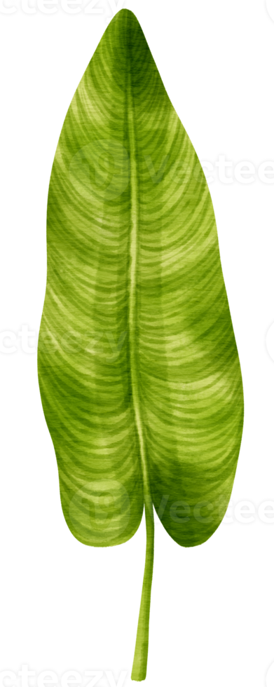 tropischer grüner blattaquarellstil für dekoratives element png