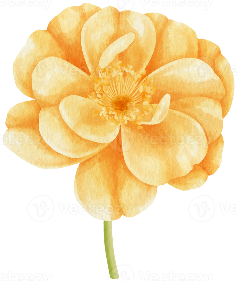 Orange rose flowers watercolor illustration png