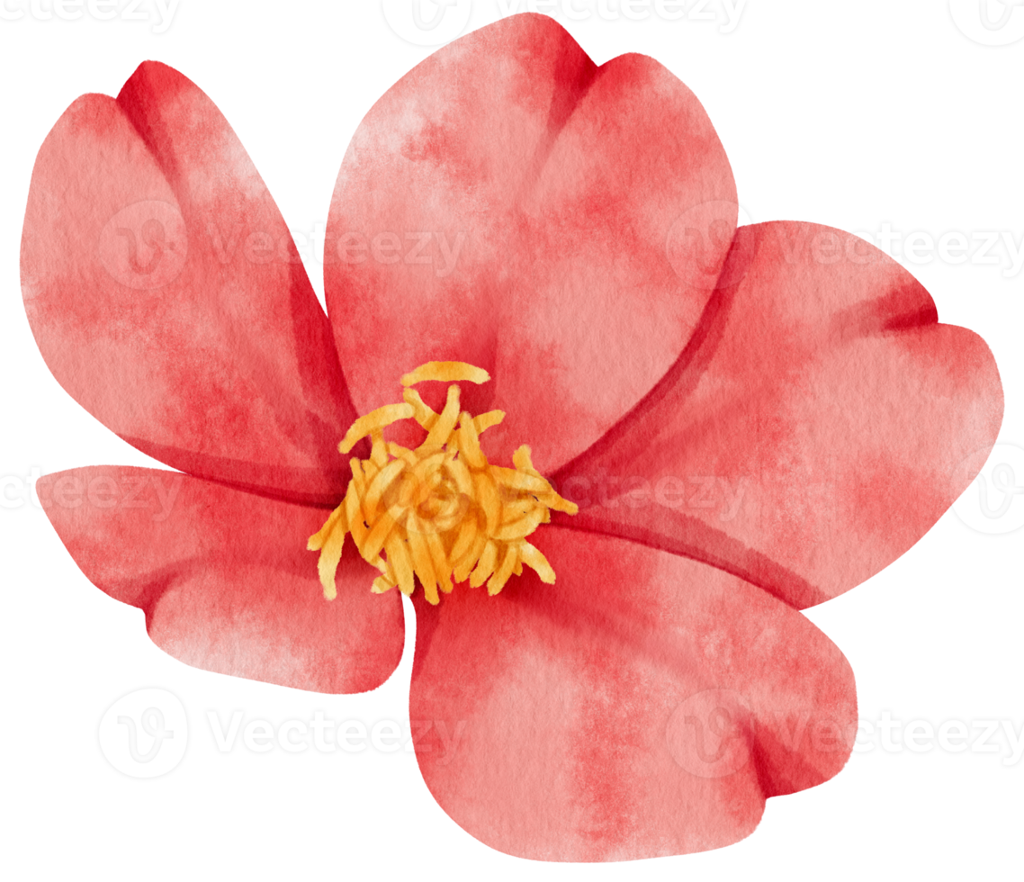 Free ilustración de acuarela de flores rojas 9785982 PNG with Transparent  Background
