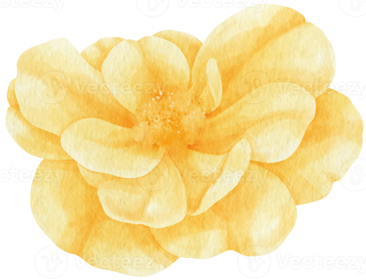 Yellow rose flowers watercolor illustration png