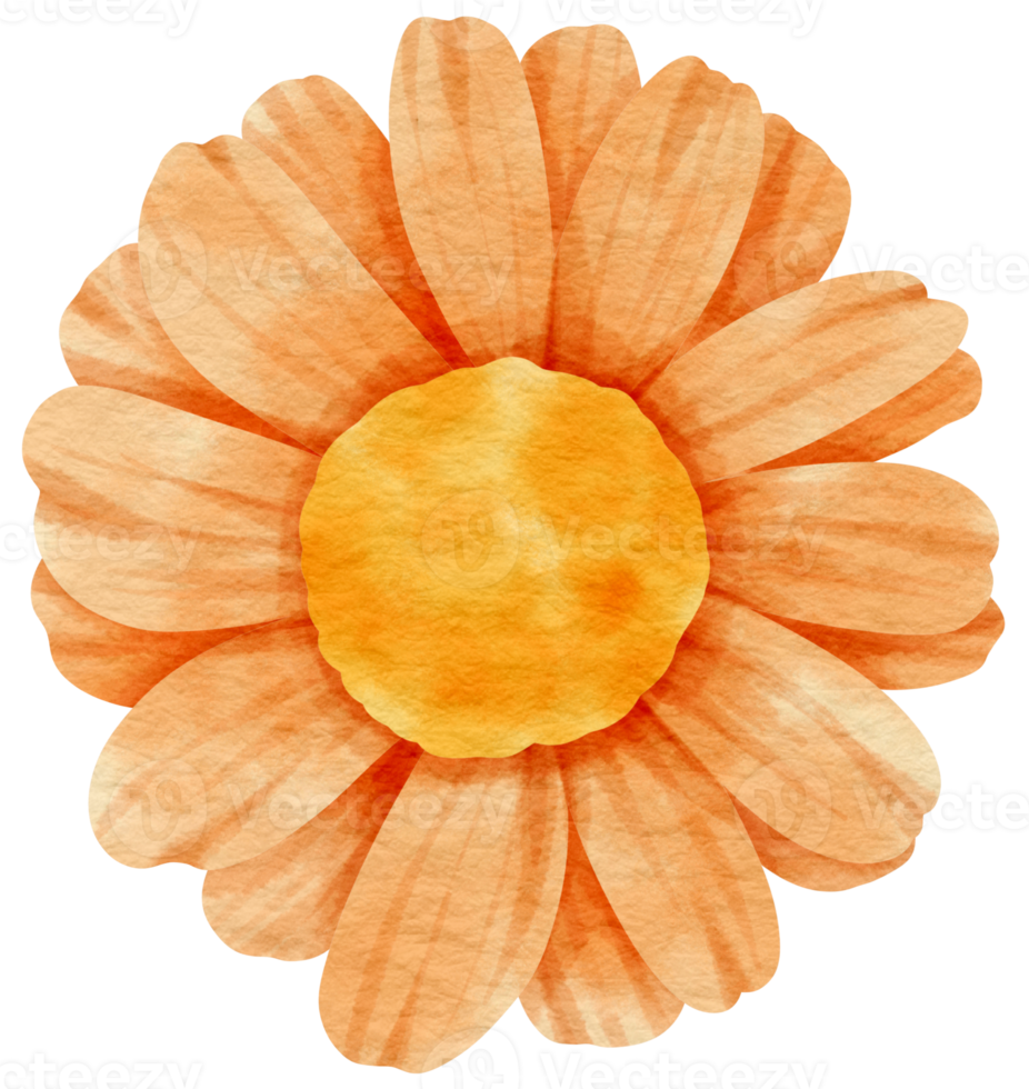 Orange flower watercolor painted for Decorative Element png