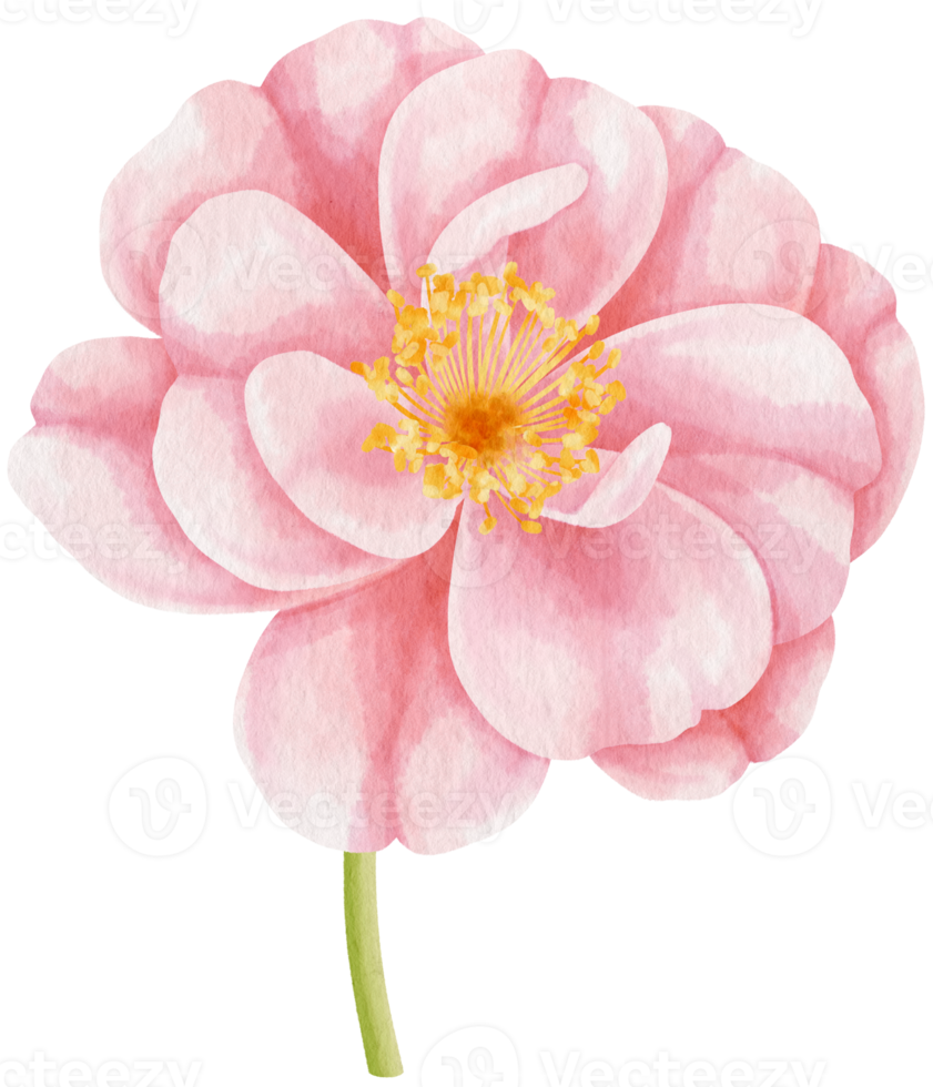 hermosa rosa rosa flores acuarela ilustración png