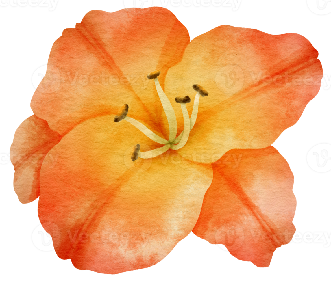 Orange lily flower watercolor painted for Decorative Element png