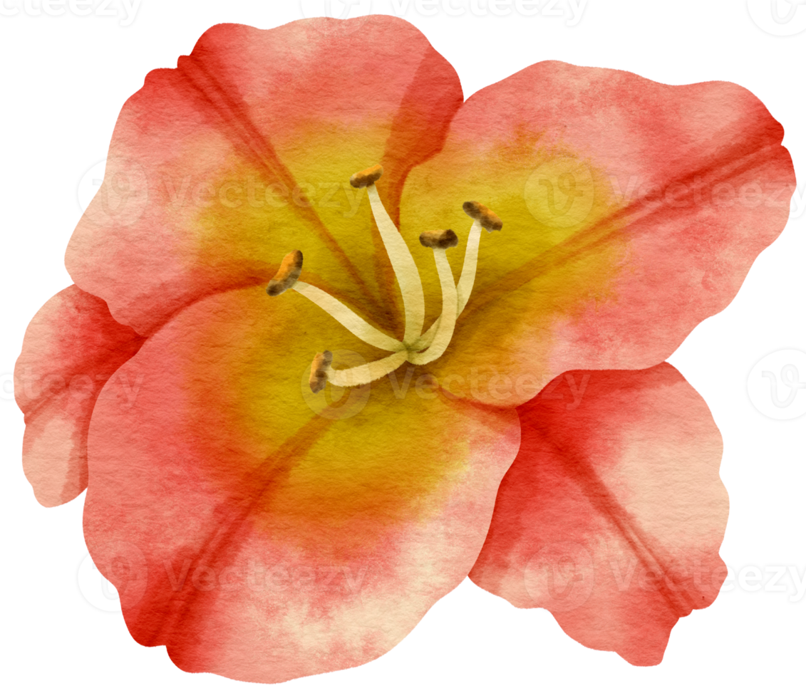 rode lelie bloem aquarel geschilderd voor decoratief element png