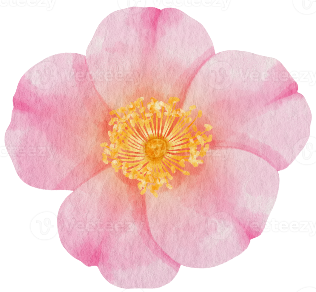 estilo aquarela de flor rosa rosa para elemento decorativo png