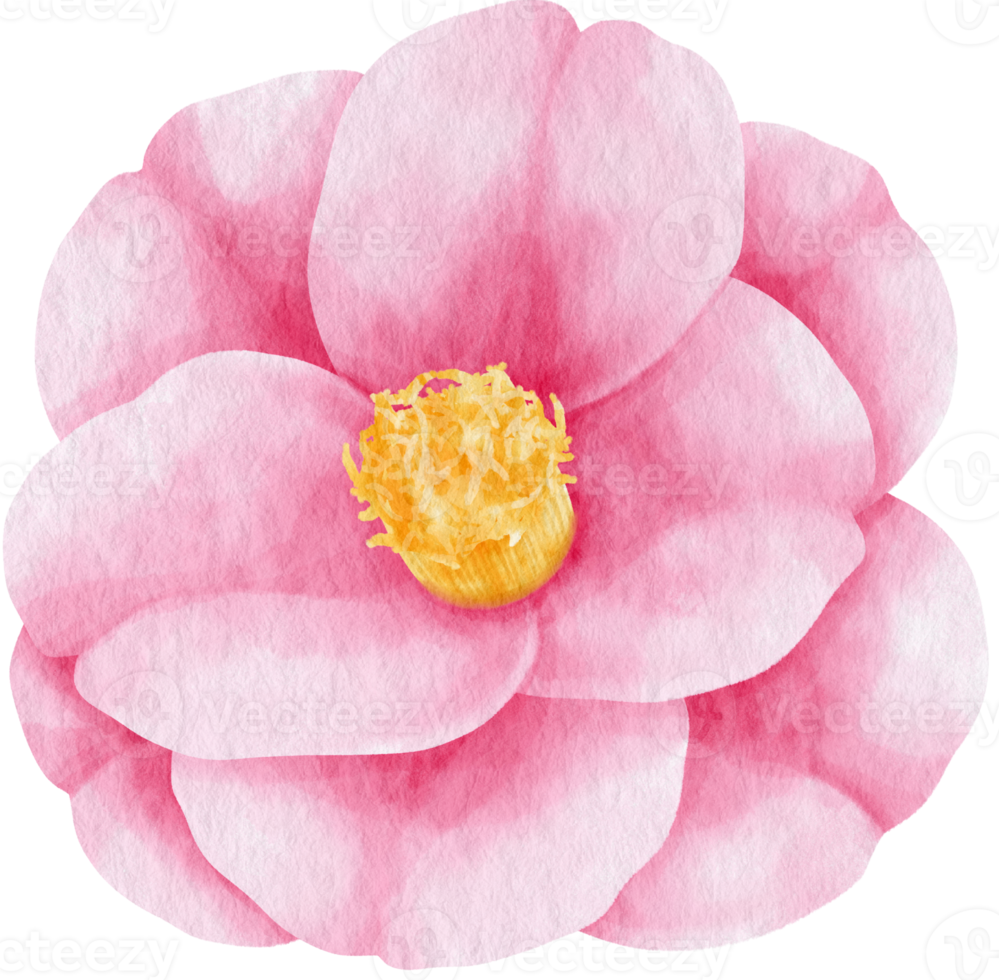 Pink camellia flower watercolor style for Decorative Element png