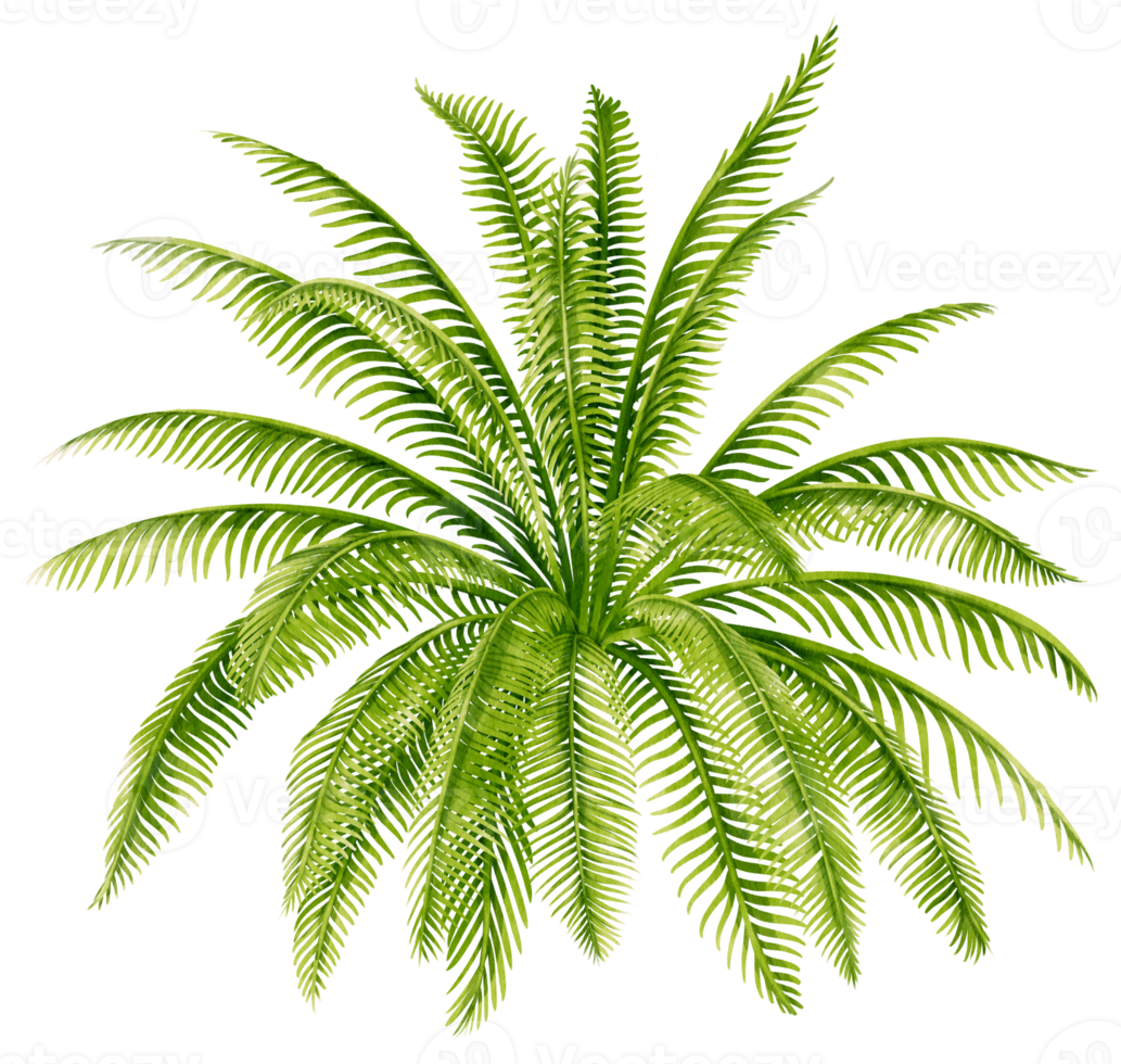 illustration aquarelle de plantes tropicales cycas png