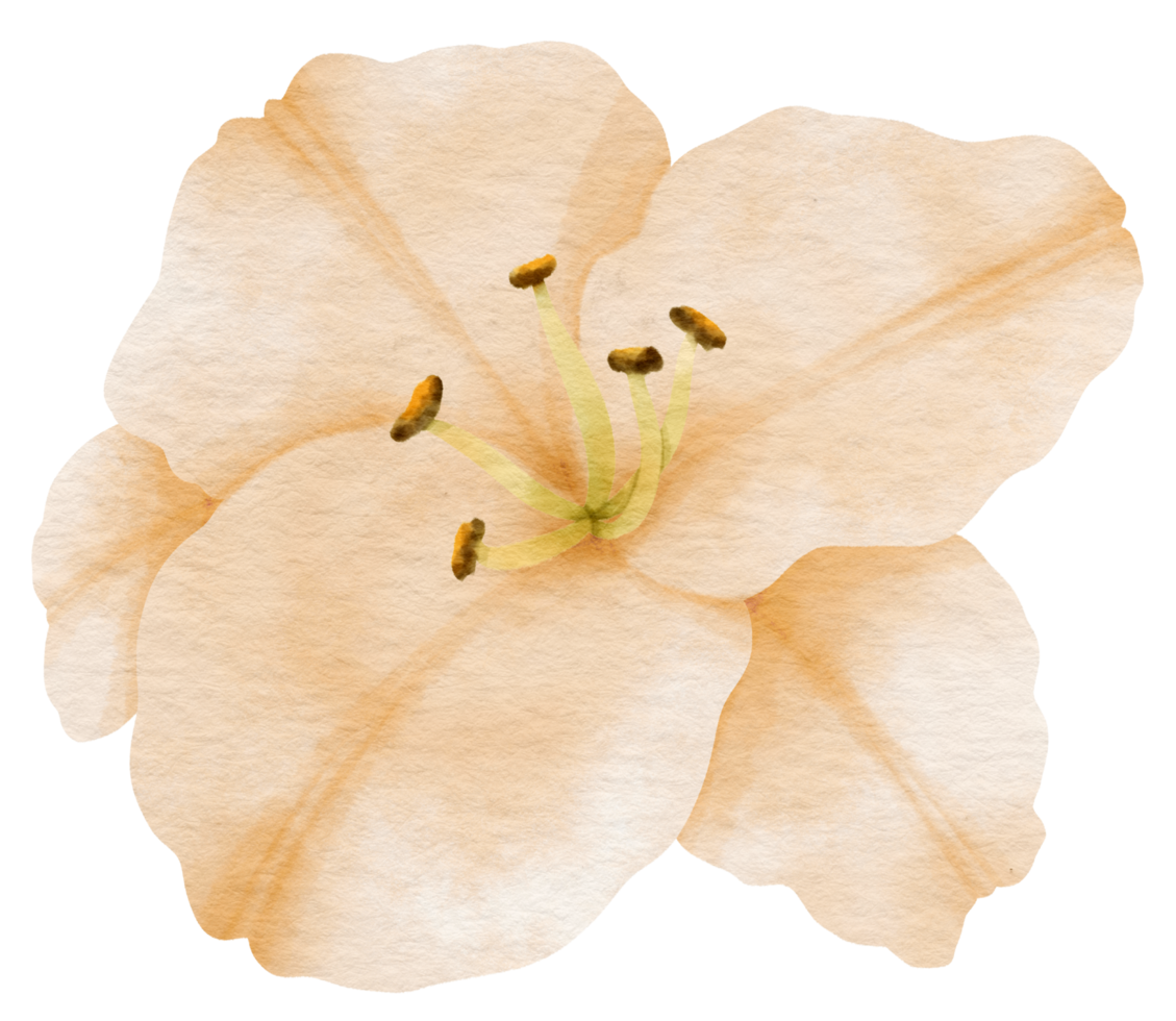 vit lilja blomma akvarell målade för dekorativa element png