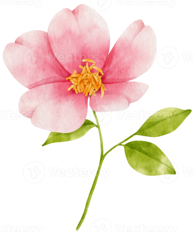 rosa ros blommor akvarell illustration png