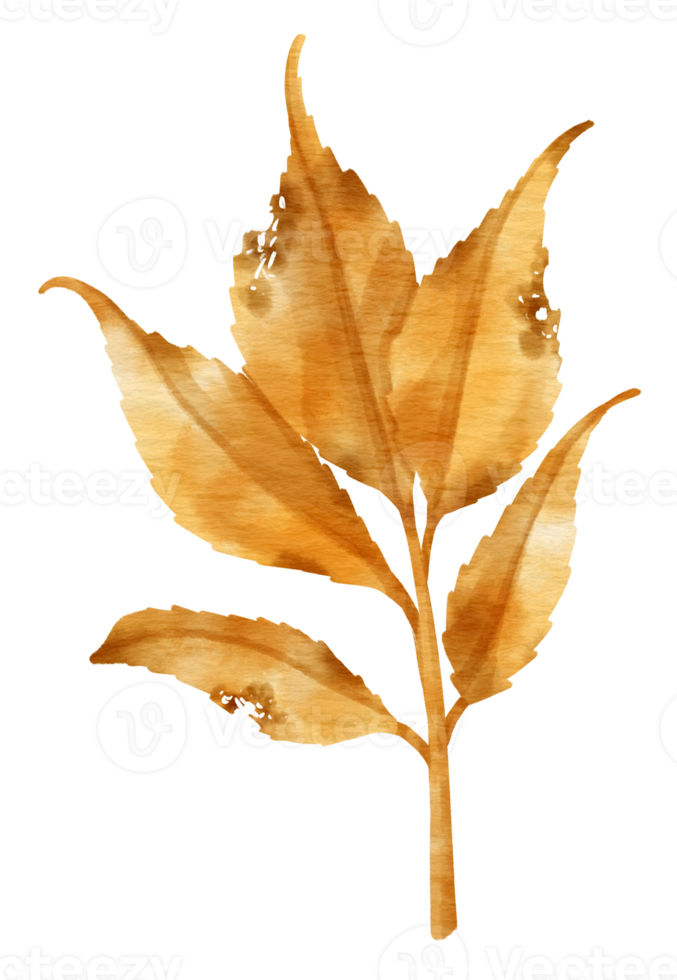 Branch of autumn orange Leaf  watercolor style for Decorative Element png
