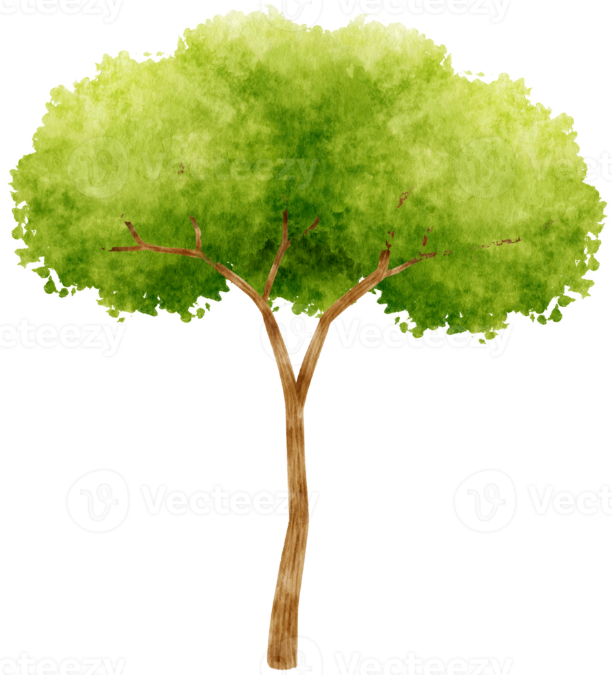 träd akvarell illustration för dekorativa element png