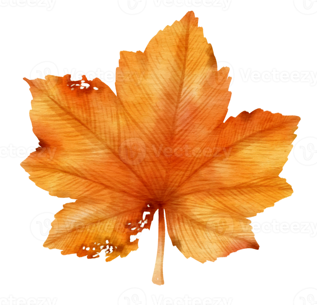 stile acquerello foglia d'arancio autunnale per elemento decorativo png