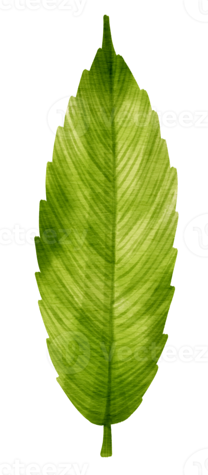 Tropical Green Leaf  watercolor style for Decorative Element png